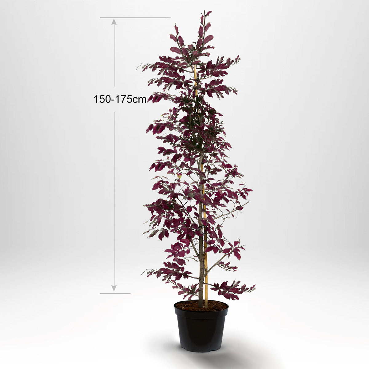 Blodbøk, Pottedyrket 150-175 cm med bambus-støtte - Co 5